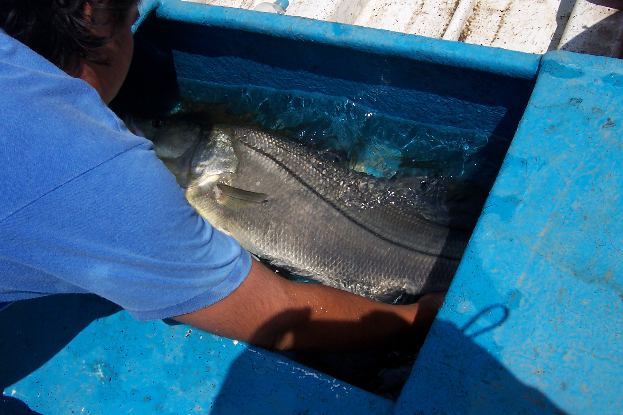 Robalo desembocadura del Balsas.jpg